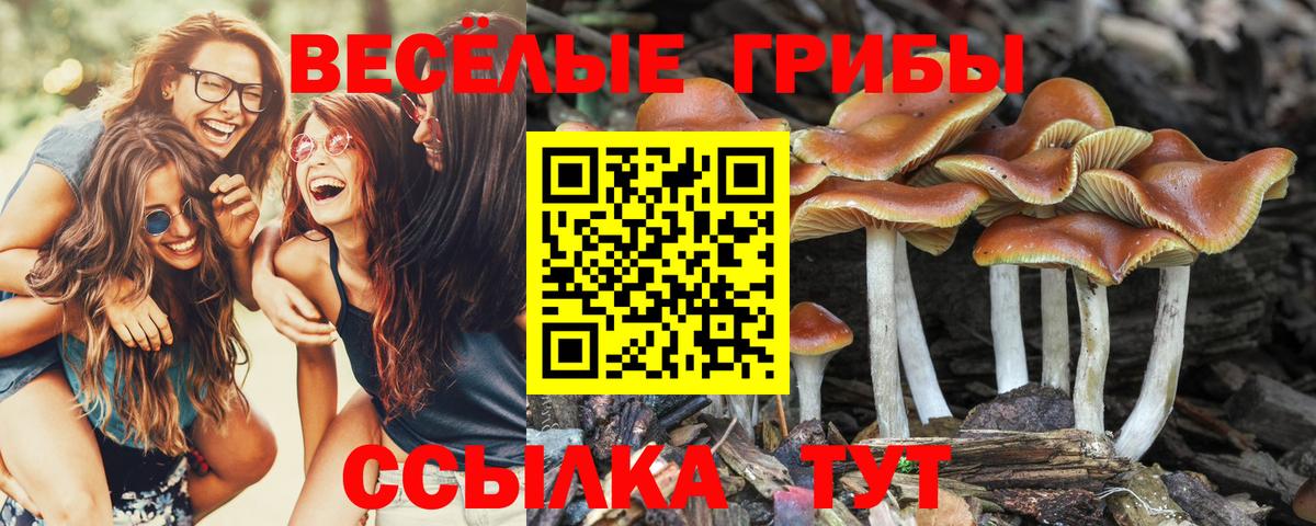 где купить наркоту  Вход с VPN  Кимры  Галлюциногенные грибы Psilocybine cubensis 